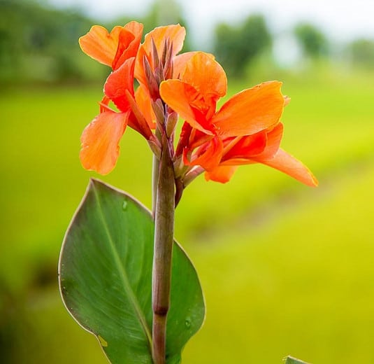 31 flor cana indica laranja Gardenia