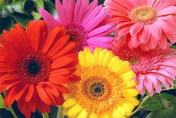 31 flores coloridas de gerbera Pinterest