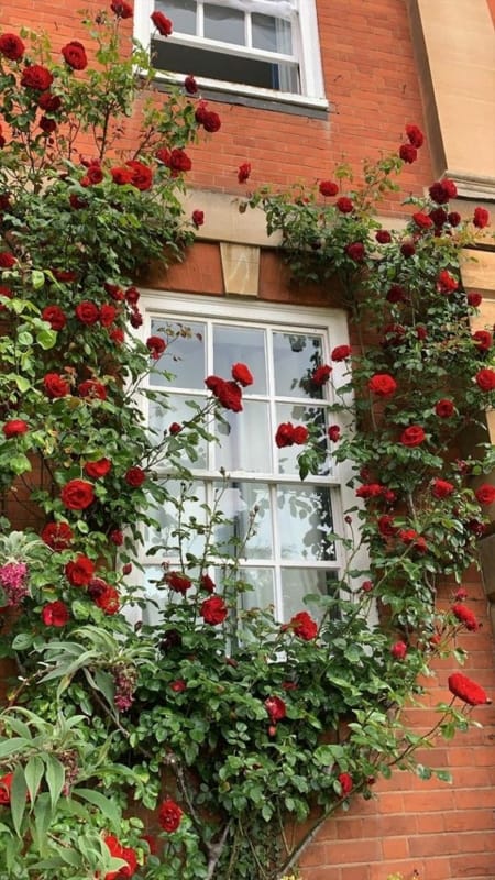 32 fachada com rosa trepadeira vermelha Pinterest