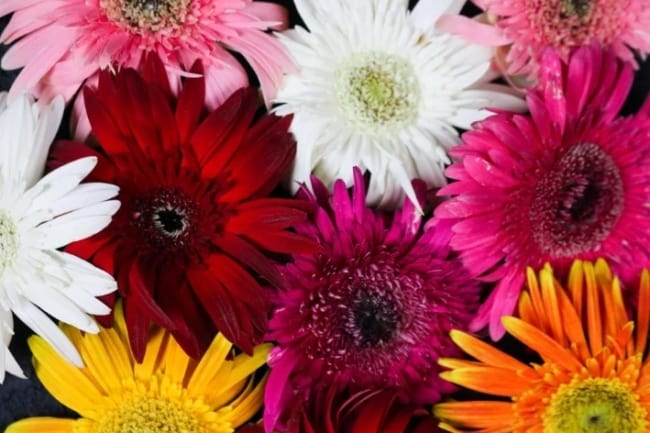 32 flores de gerbera Blog Cobasi