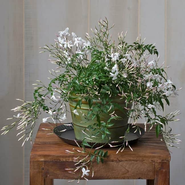 32 vaso com flores de jasmim branco White Flower Farm
