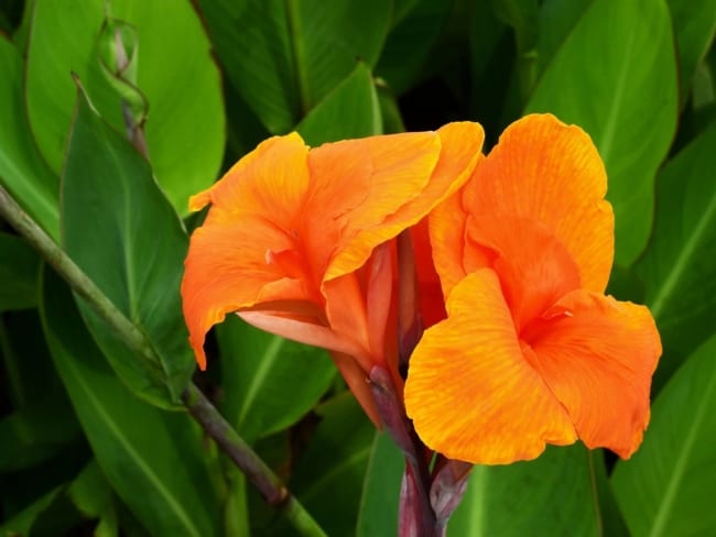 33 flor delicada e laranja Seedville USA