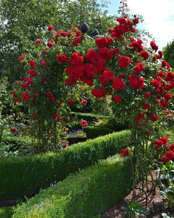 33 jardim com rosa trepadeira vermelha Pinterest
