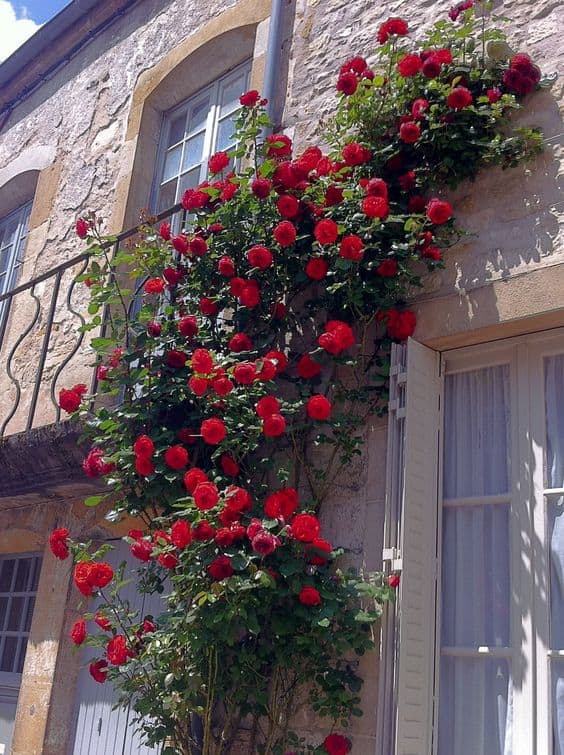 34 fachada rustica com rosa trepadeira vermelha Pinterest