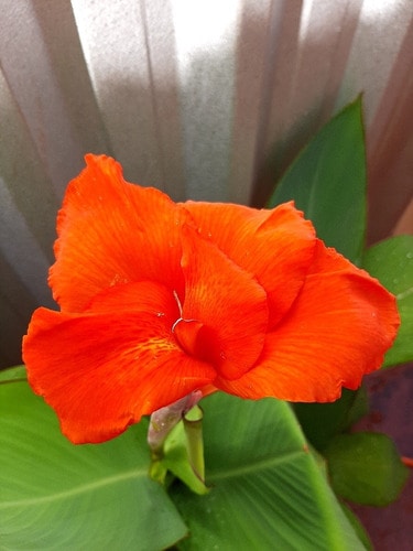 35 flor laranja escuro Pinterest