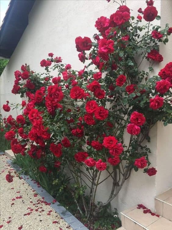 35 rosa trepadeira vermelha Pinterest