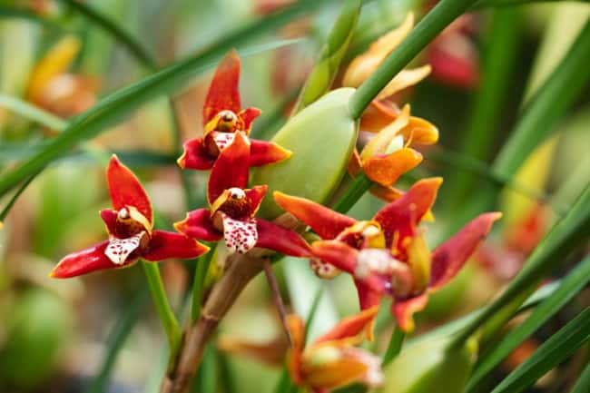 39 orquidea com flores na primavera Gardenia