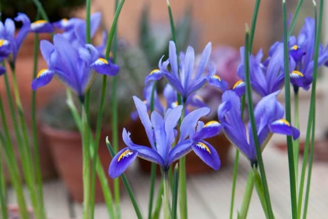 4 flor de iris Gardeners World