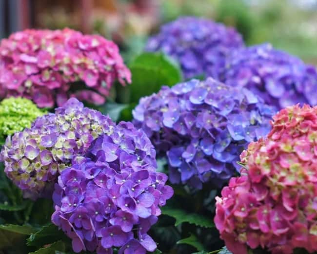 40 flores coloridas de hortensia Casa Abril
