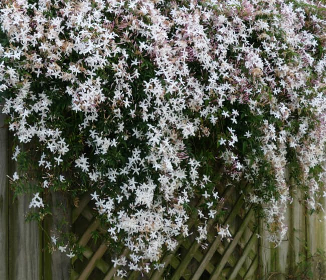 41 flores de jasmim branco Wikipedia