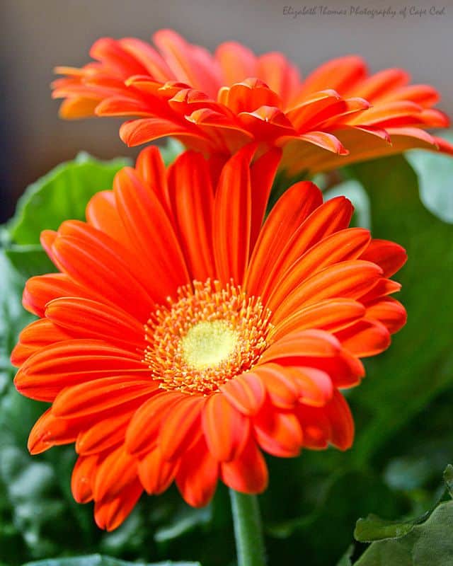 42 flor de petalas laranja Pinterest