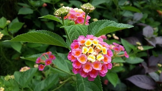 43 flores pequenas e coloridas Pinterest