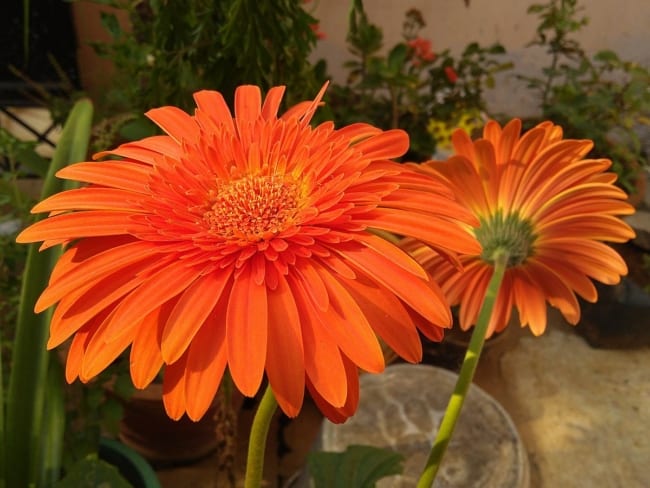 44 flor de gerbera laranja Wikimedia Commons