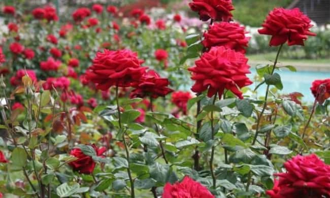 45 jardim com rosas vermelhas Pinterest