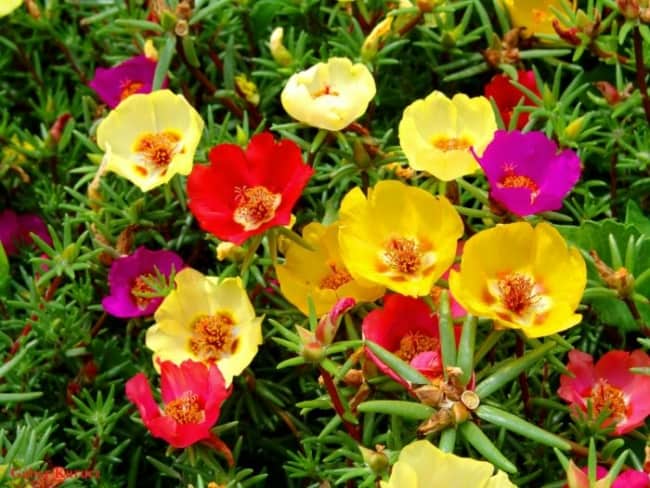 46 flores coloridas de onze horas Sitio da Mata