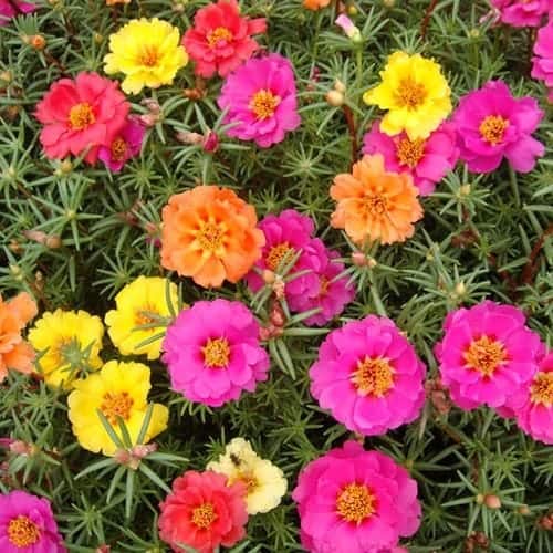 47 flores coloridas Pinterest