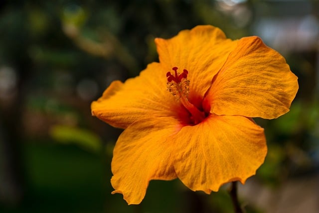 48 flor laranja Pixabay