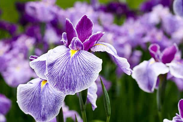 5 flor de iris roxa iStock