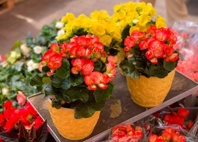 5 flores coloridas de begonia HGTV