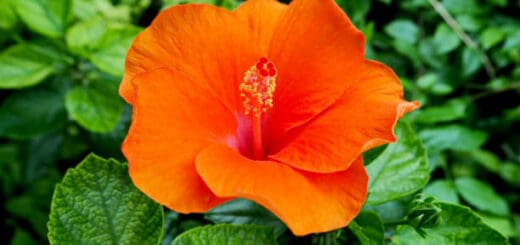50 flor de cor laranja iStock