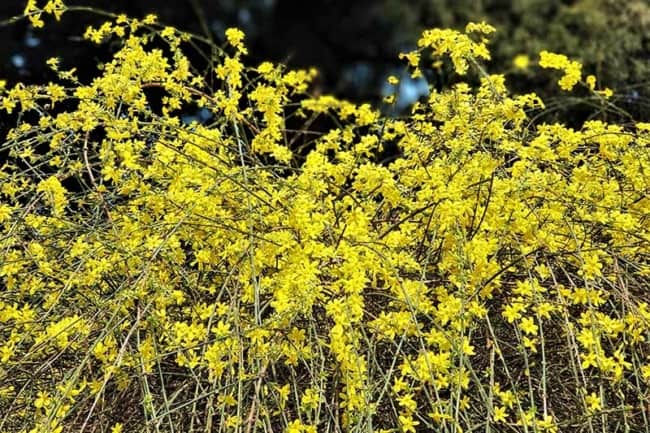51 flores amarelas de jasmim Gardeners Path