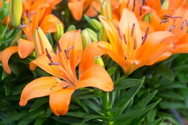 52 flor alaranjada de lirio Gardeners World