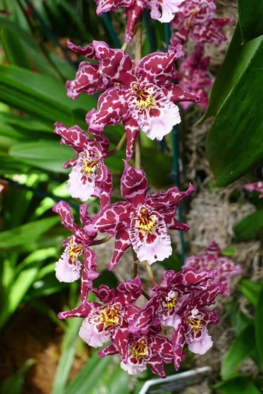52 orquidea florida primavera Pinterest