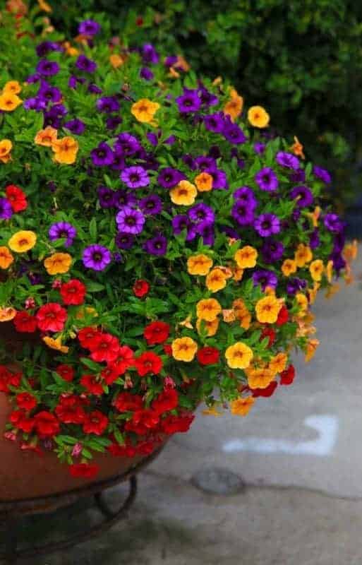 52 vaso com flores coloridas Pinterest
