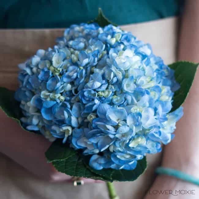 53 buque de flores azuis Flower Moxie