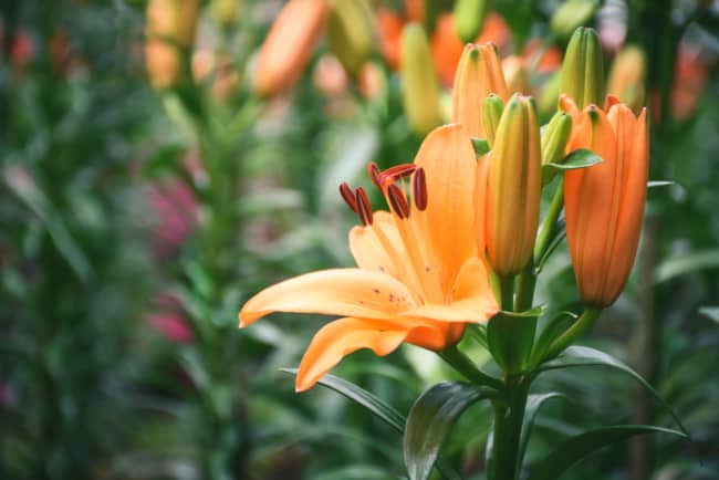54 flor laranja para jardim FloraQueen