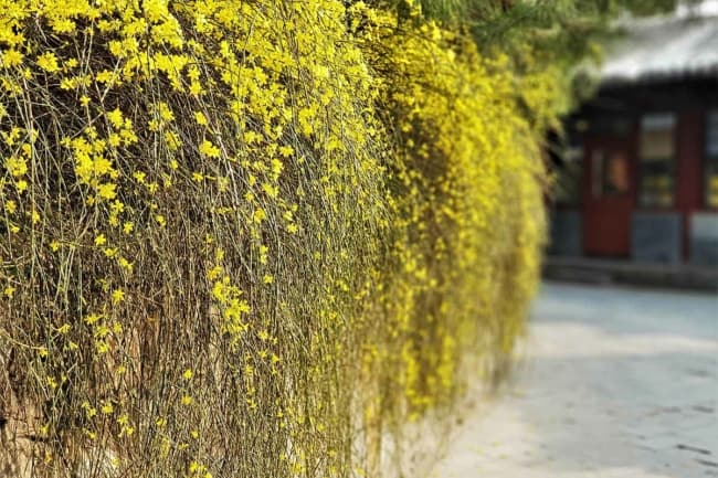 54 muro com jasmim amarelo Gardeners Path