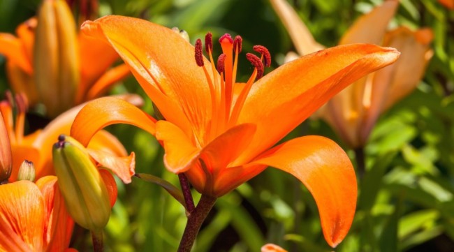 55 flor de lirio laranja All About Gardening