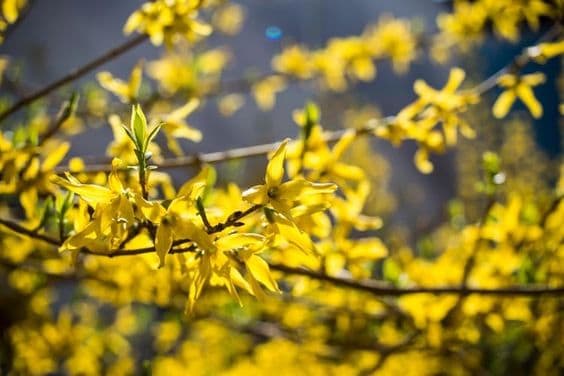 55 jasmim de inverno amarelo Gardenia