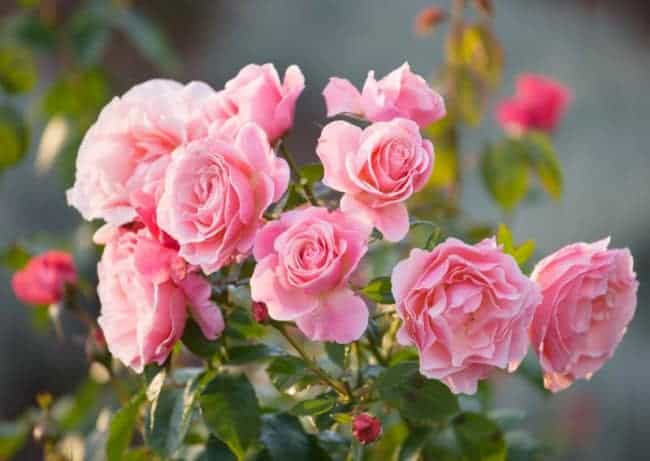 56 flores de rosa Gardenia