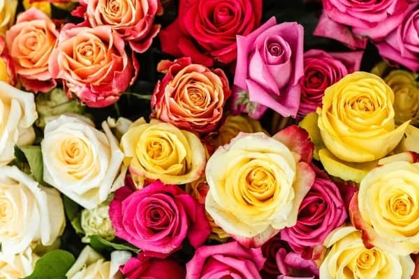 57 flores de rosas Depositphotos