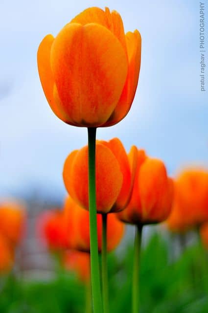 57 tulipa laranja Pinterest