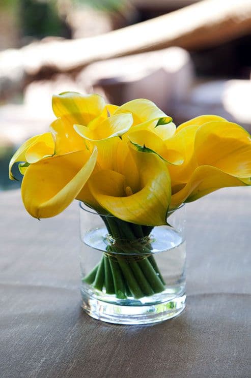 59 arranjo com flores de copo de leite amarelo Pinterest