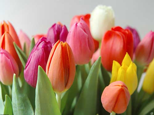 59 flores de tulipa Pinterest