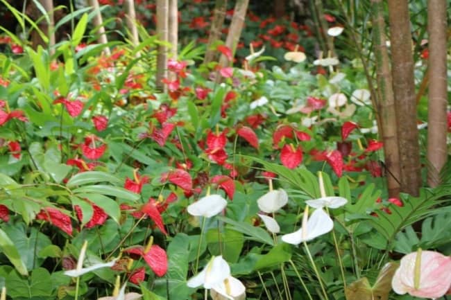 59 jardim com anturios vermelhos e brancos Flower Forest Botanical Gardens Barbados