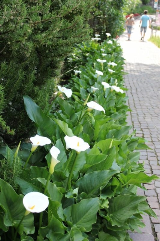 6 jardim com flores de copo de leite Pinterest