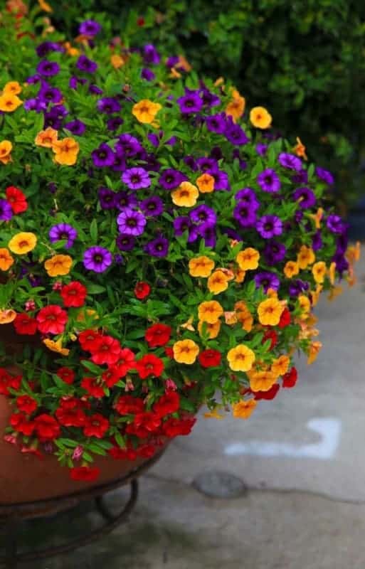 60 flores coloridas de petunia Pinterest