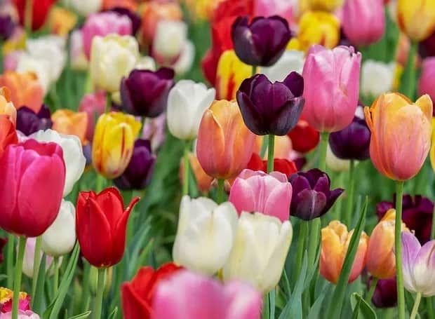 60 flores coloridas de tulipa Casa e Jardim