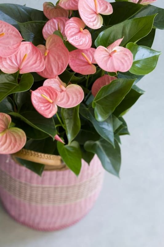 7 anturio com flores rosa claro Pinterest