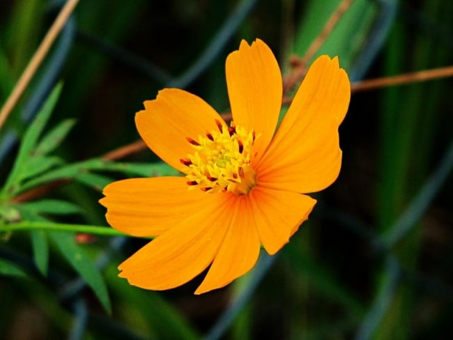 7 flor simples de petalas alaranjadas Pinterest