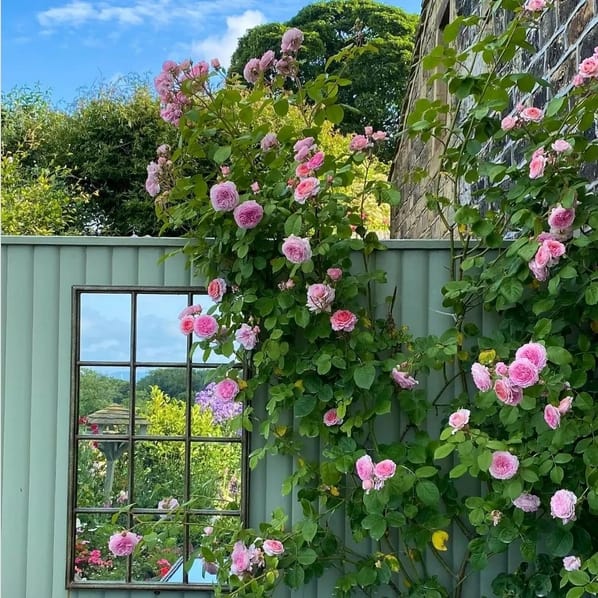7 rosa trepadeira no jardim Pinterest