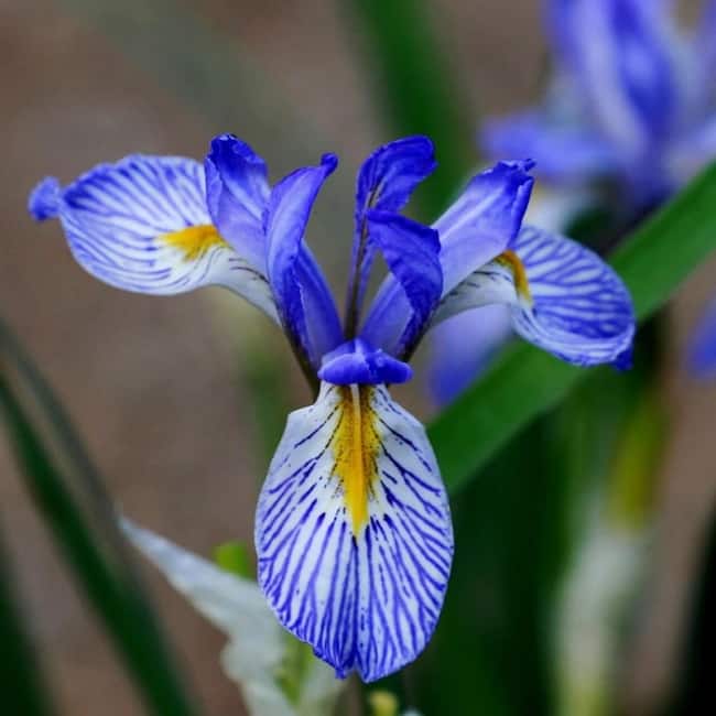 8 flor iris azul Eden Brothers