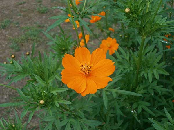 8 flor simples laranja I Love Flores