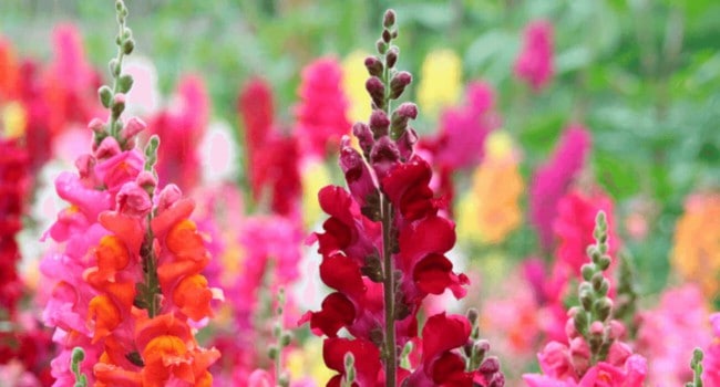 8 flores coloridas de boca de leao Blog da Plantei