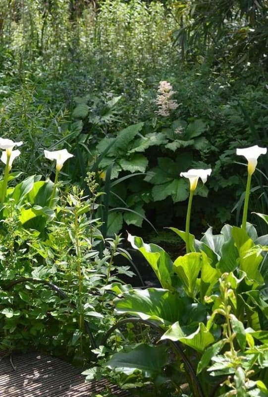 8 jardim com flores de copo de leite Pinterest