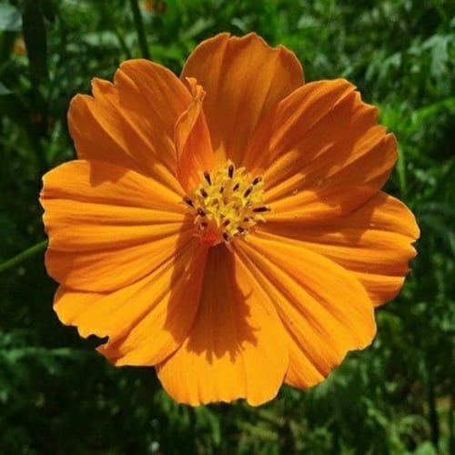 9 flor de petalas laranja Pinterest